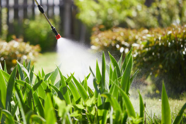 24/7 Emergency Wasp Removal experts in Jacksonville, OR