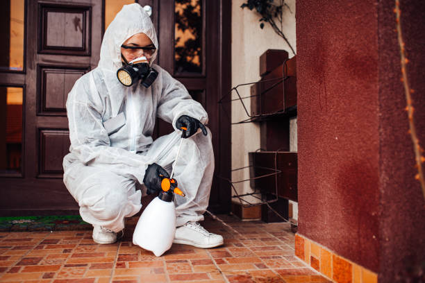 Reliable Wasp Removal contractor in Jacksonville, OR by Show Me Pest Control